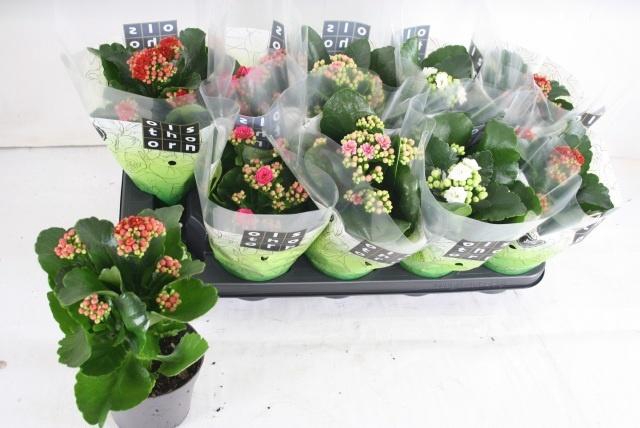 <h4>KAL GE GEM 4 KL</h4>