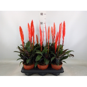 Vriesea  'Era'