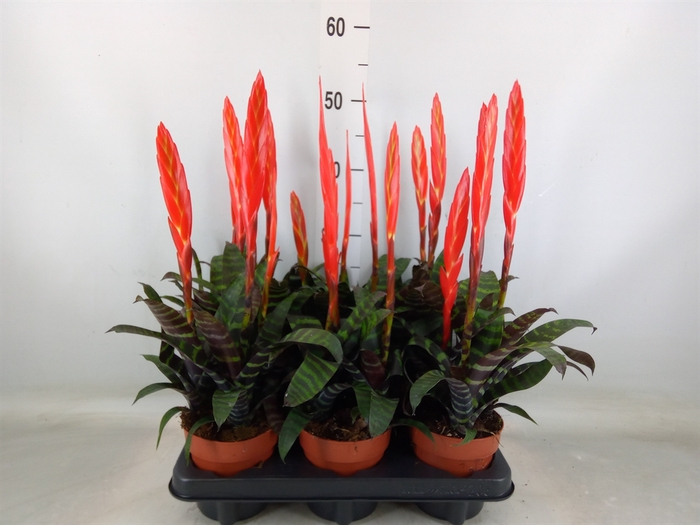 <h4>Vriesea  'Era'</h4>