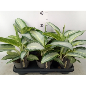 Aglaonema  'Silver Blue'