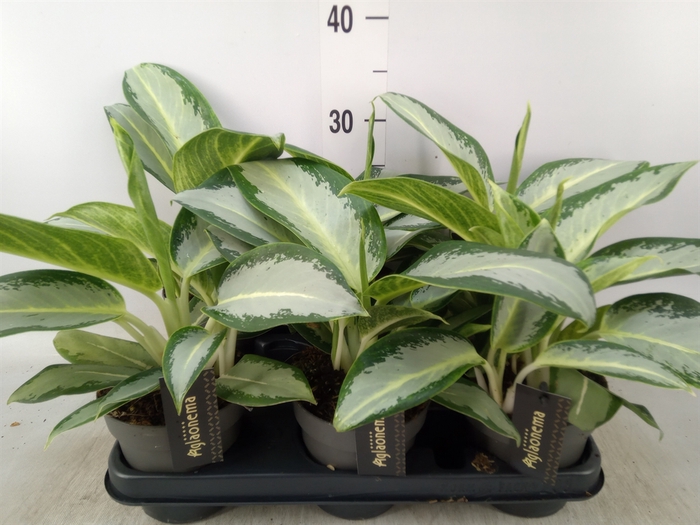 <h4>Aglaonema  'Silver Blue'</h4>