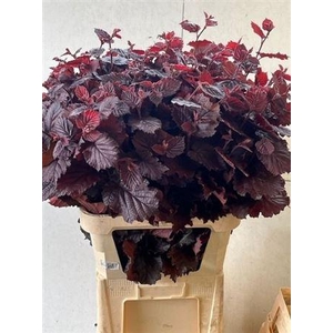 Corylus Av Roter Zellernuss