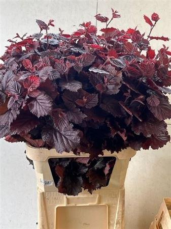 <h4>Corylus Av Roter Zellernuss</h4>