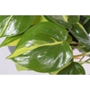 Philodendron scandens 'Brasil'