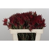 Leucadendron Blush Spray