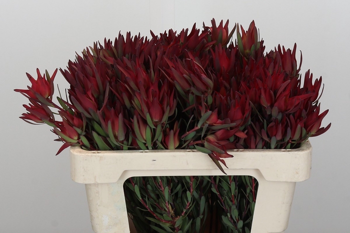 Leucadendron Blush Spray