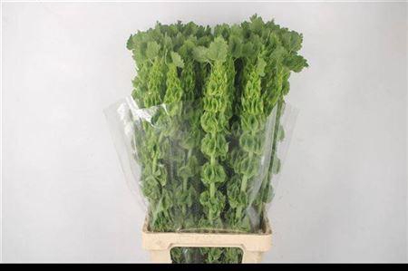 Moluccella Stuk P Stem