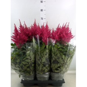 Astilbe arendsii 'Drum and Bass'