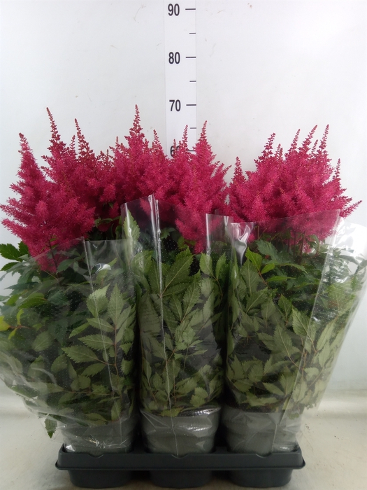 <h4>Astilbe arendsii 'Drum and Bass'</h4>