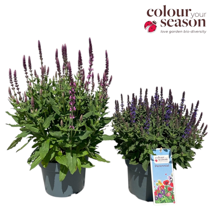 <h4>Salvia Sensation blauw P19</h4>