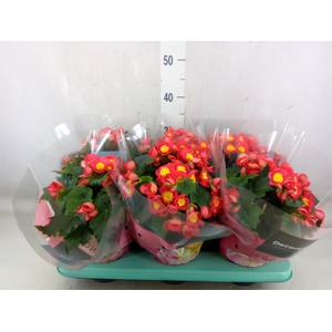 Begonia elat. HL 'Valentino Pink'