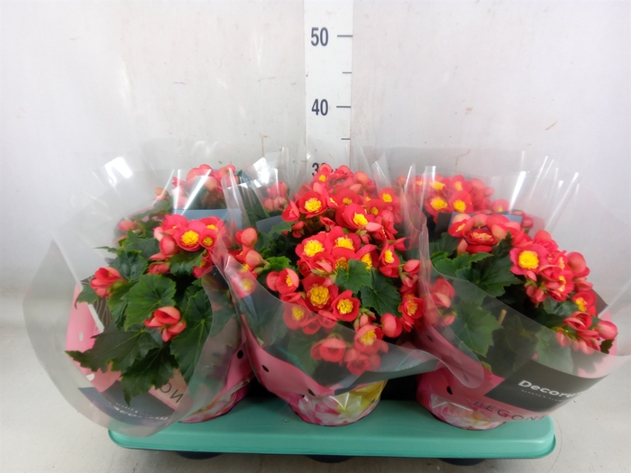 <h4>Begonia elat. HL 'Valentino Pink'</h4>