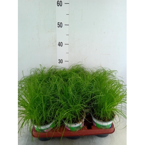 Cyperus alternifolius 'Zumula'