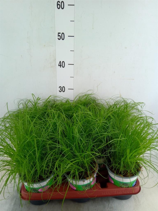 <h4>Cyperus alternifolius 'Zumula'</h4>