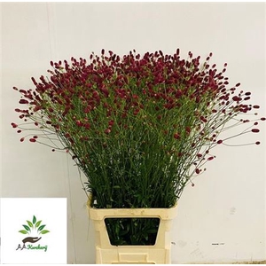 Sanguisorba Of Arnhem