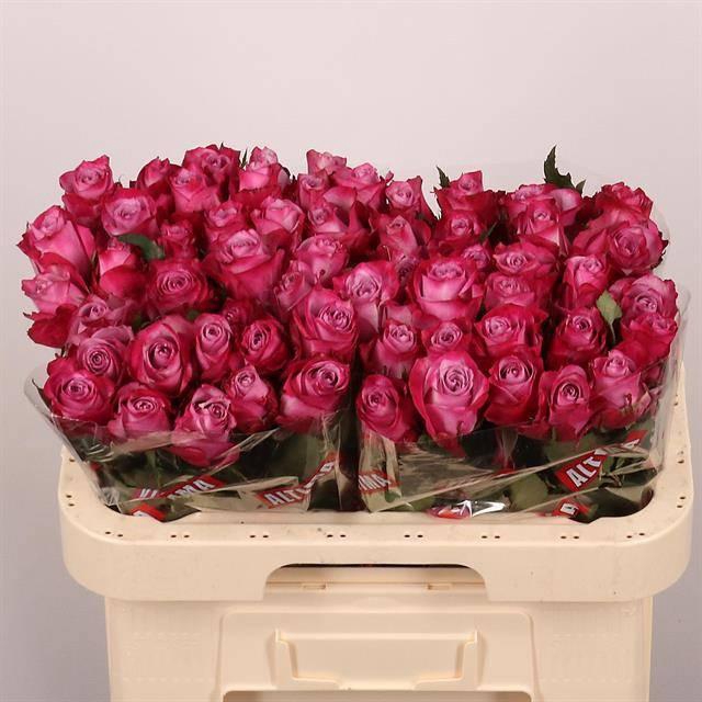 <h4>R GR DEEP PURPLE</h4>