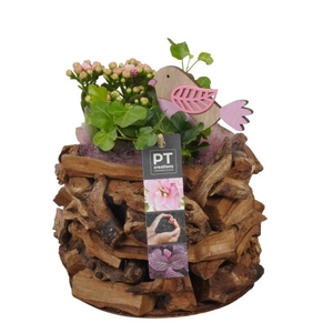 PTIB7536 Arrangementen kamerplanten