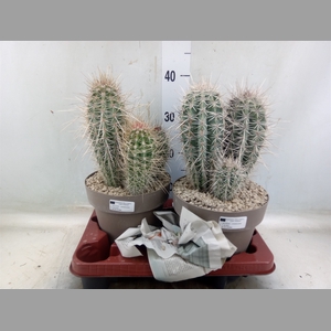 Pachycereus pringlei