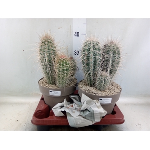 Pachycereus pringlei