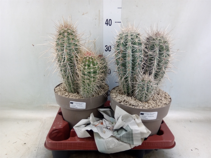 <h4>Pachycereus pringlei</h4>