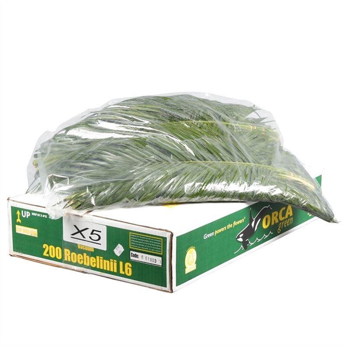 <h4>Roebelinii Orca X5 Flowpack</h4>