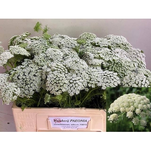 AMMI VIS CASABLANCA