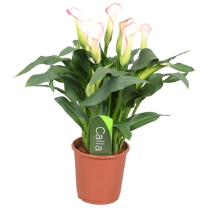 Zantedeschia French Kiss Calla roze met etiket