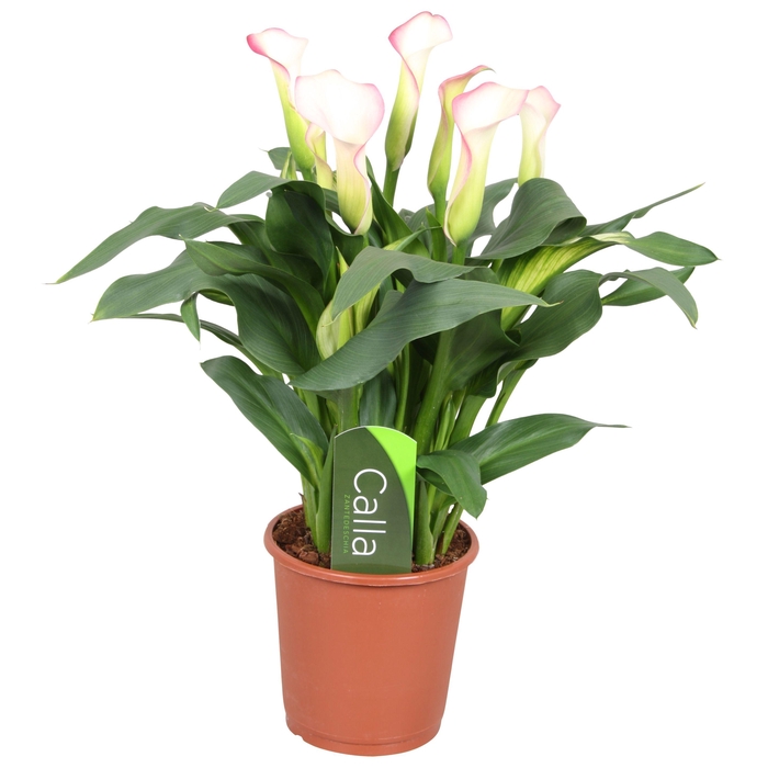 <h4>Zantedeschia French Kiss Calla roze met etiket</h4>