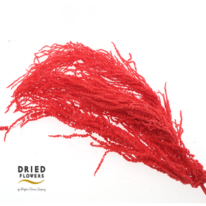 Dried Bleached Amaranthus Caudatus Red