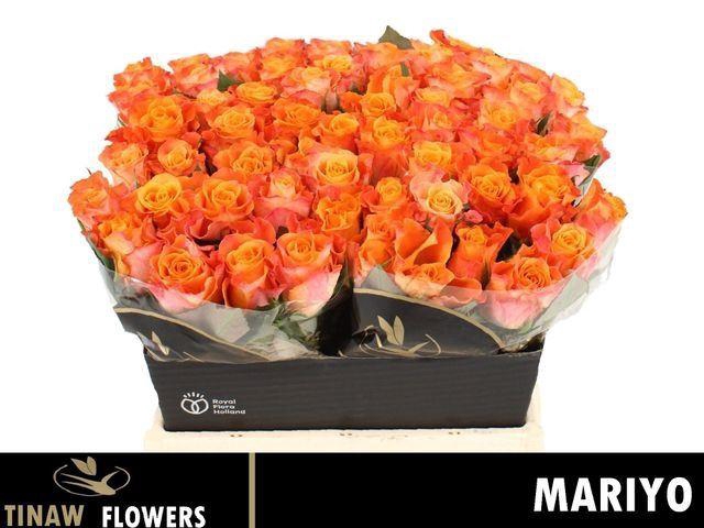 <h4>RS GR MARIYO</h4>