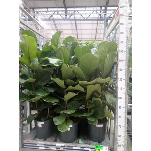 Ficus lyrata