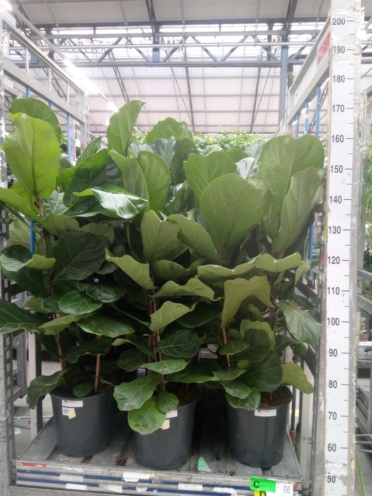 <h4>Ficus lyrata</h4>