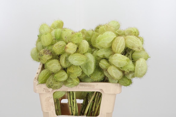 <h4>Asclepia Moby Dick</h4>