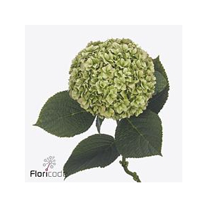 Hydrangea royal higness (classic)