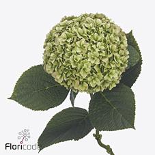 <h4>Hydrangea royal higness (classic)</h4>