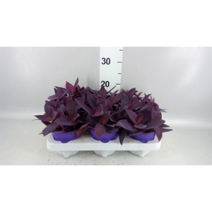 Tradescantia   ...