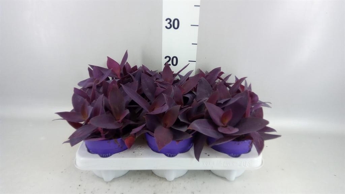 <h4>Tradescantia   ...</h4>