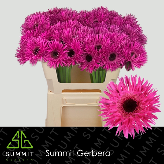<h4>Germini Spider Punki Irma Water/Hoes x80</h4>