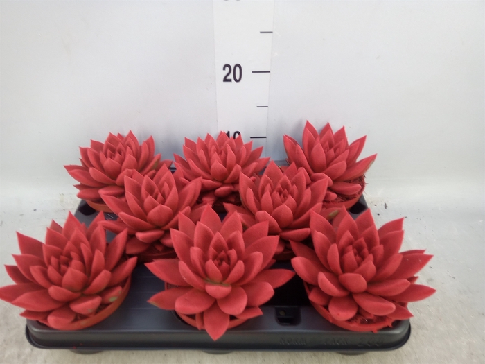 <h4>Echeveria  'Miranda'</h4>