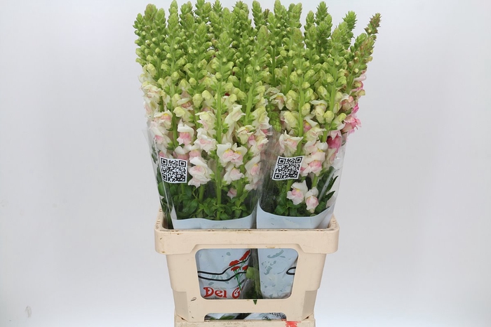 <h4>Antirrhinum Potomac Appleblossom</h4>