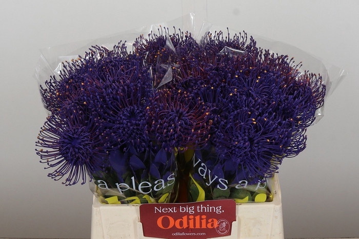 <h4>LEUCO NAOMI KLB H%</h4>