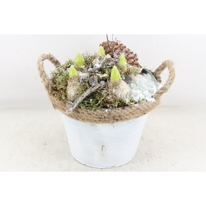 arr4 Hyacint MB - Zink ton touw x3