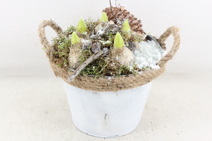 <h4>arr4 Hyacint MB - Zink ton touw x3</h4>