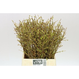 Forsythia I Spectabilis