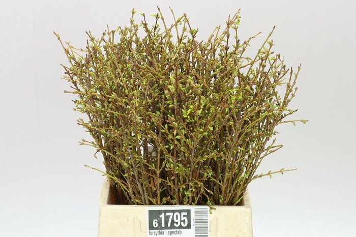 <h4>Forsythia I Spectabilis</h4>