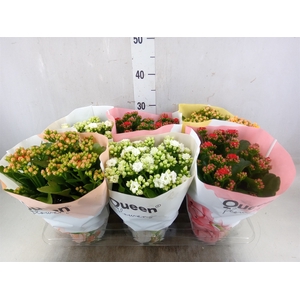 Kalanchoe blos.   ..rosebud mix GR