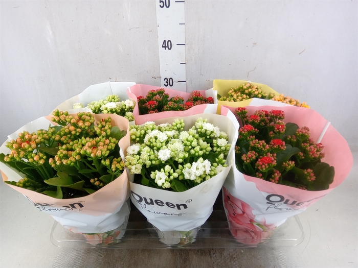 <h4>Kalanchoe blos.   ..rosebud mix GR</h4>