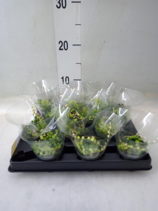 <h4>Senecio rowleyanus</h4>