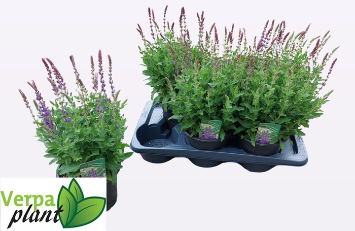 SALVIA NE OSTFRIESL