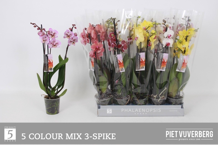 <h4>PHAL GEM 5 KL</h4>